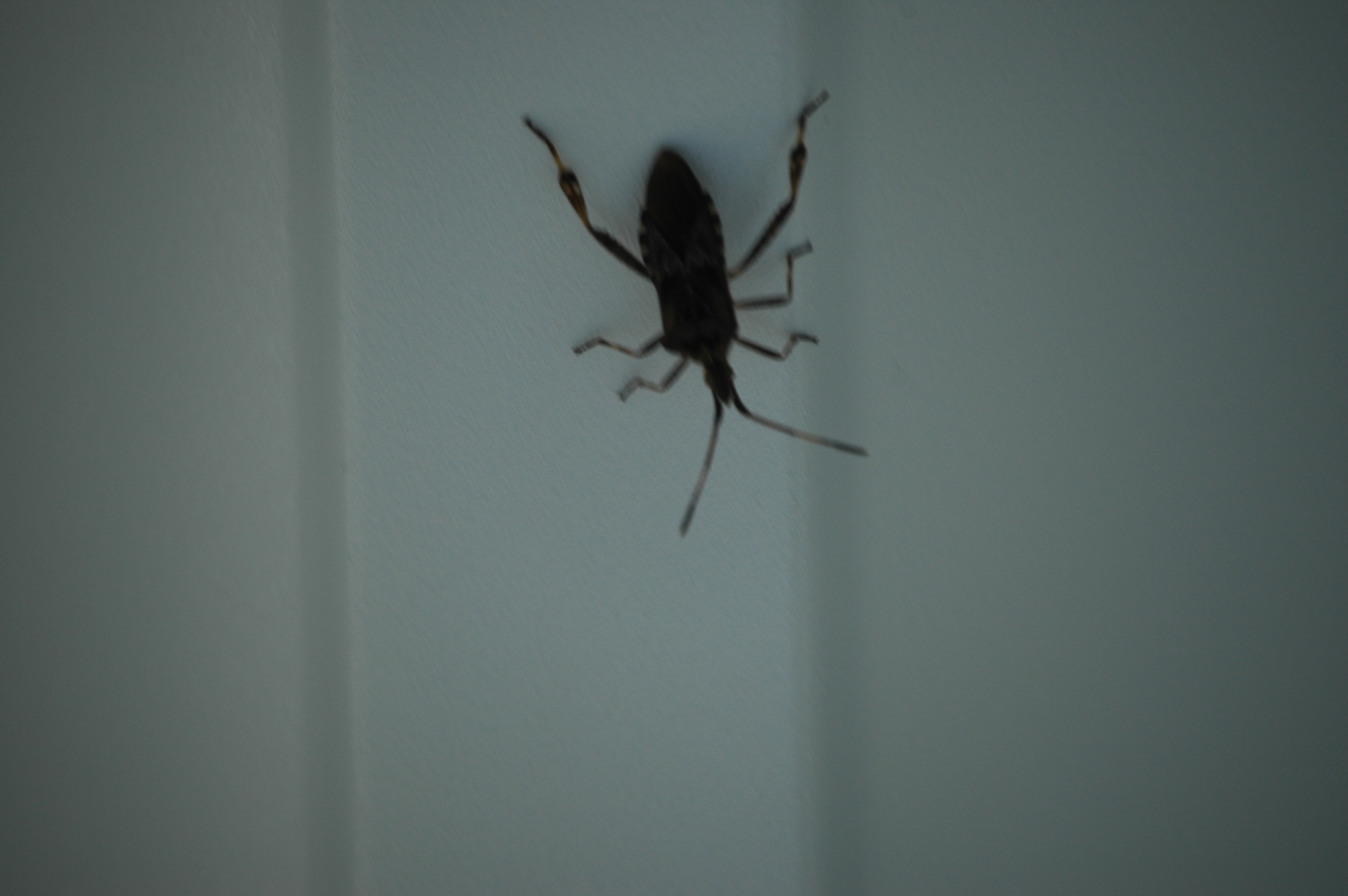 photos/wildlife/Invertebrate_Species/Canada/Canada 2007 109.jpg